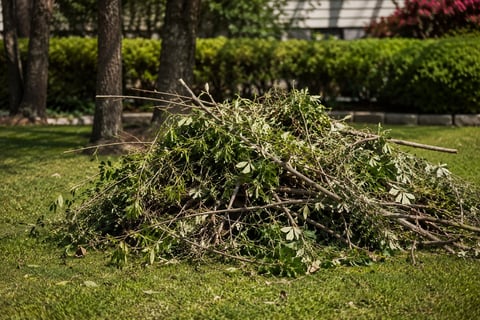 Pile of cut tree branches and debris on a manicured lawn with tall trees and hedges in the background